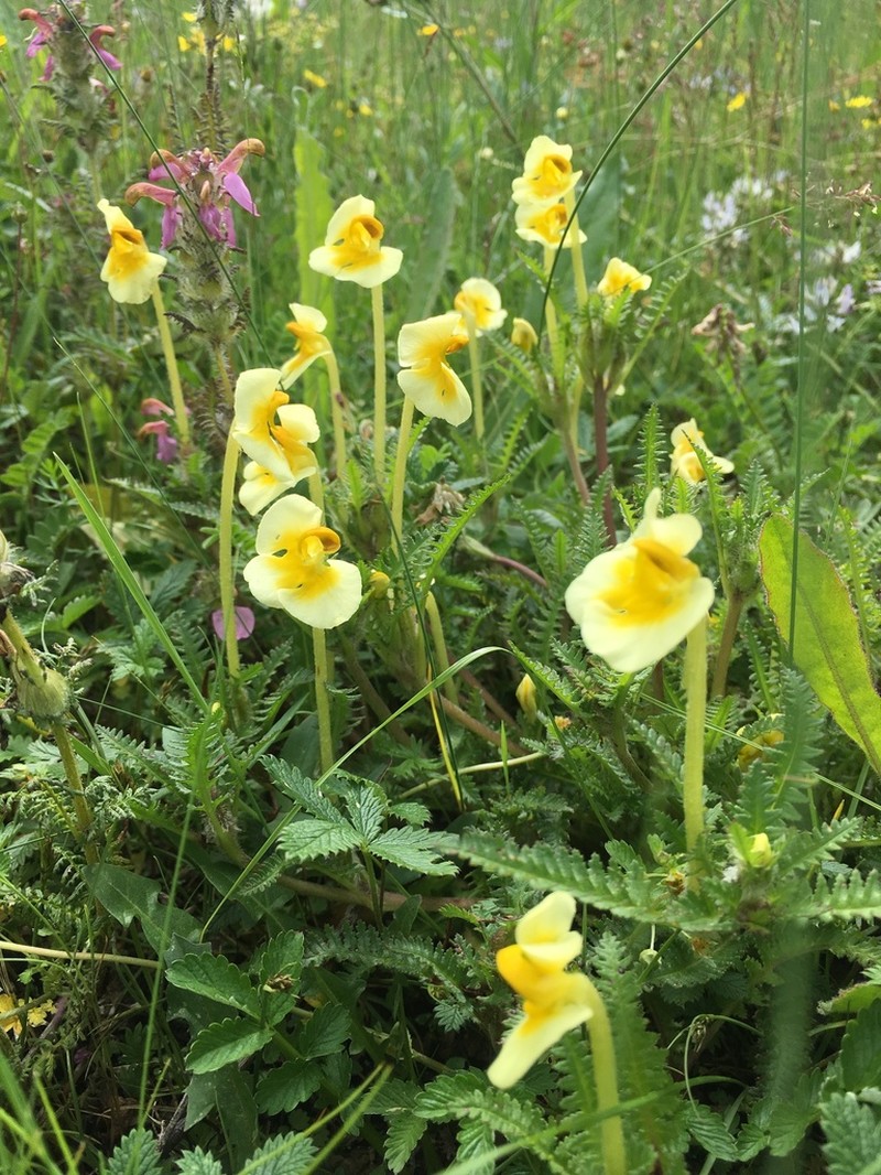 Pedicularis cranolopha photo 5