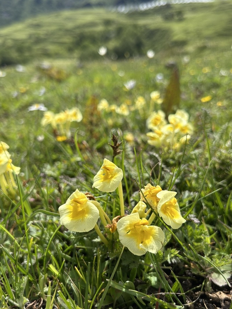 Pedicularis cranolopha photo 6
