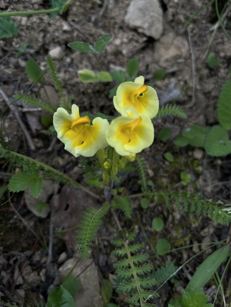 Pedicularis cranolopha photo 7