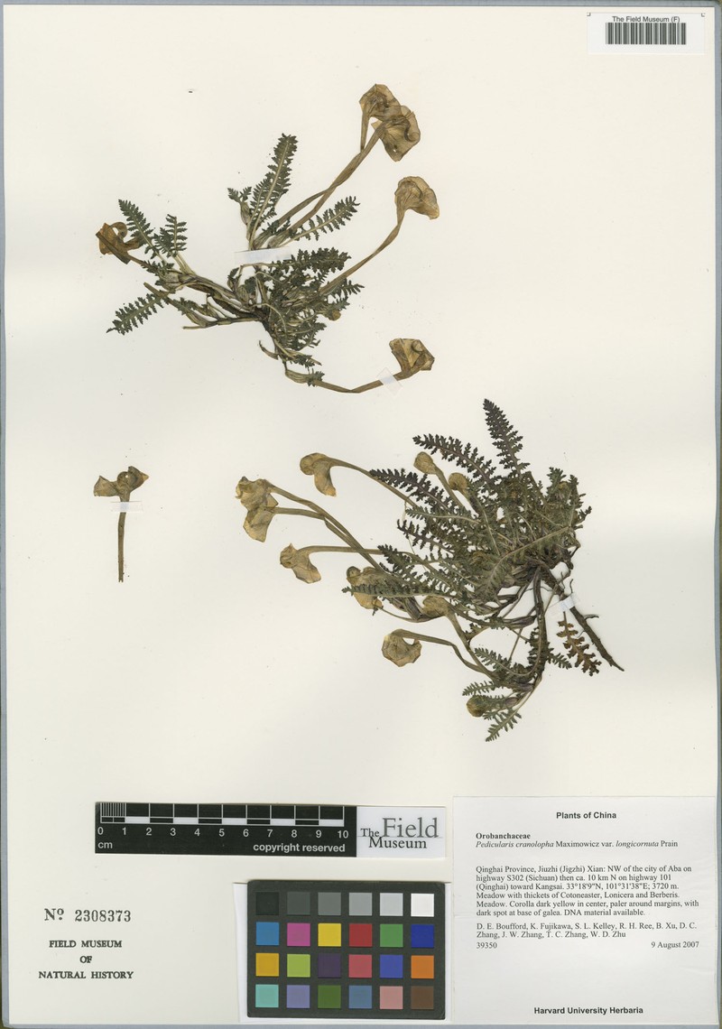 Pedicularis cranolopha var. longicornuta