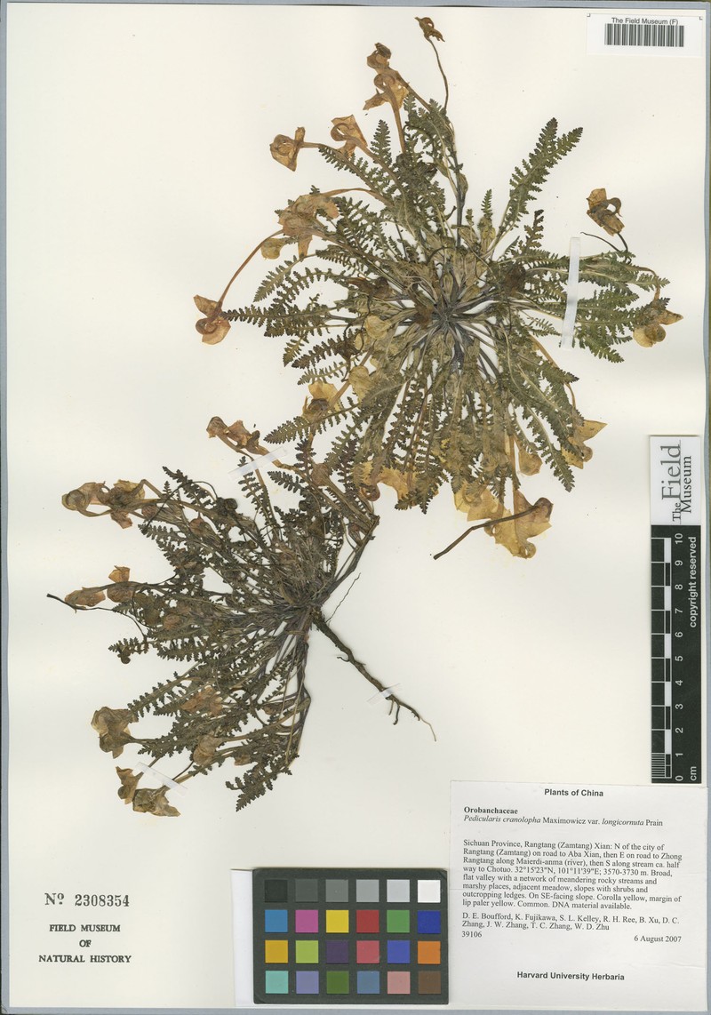 Pedicularis cranolopha var. longicornuta photo 2