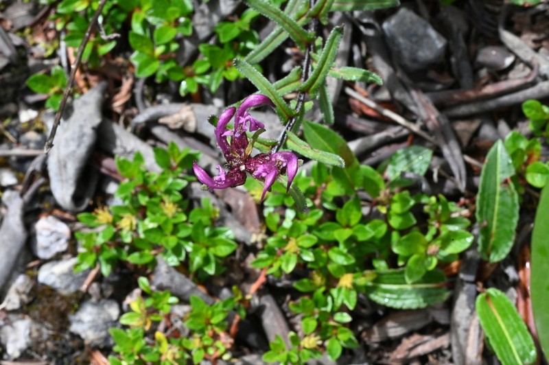 Pedicularis craspedotricha