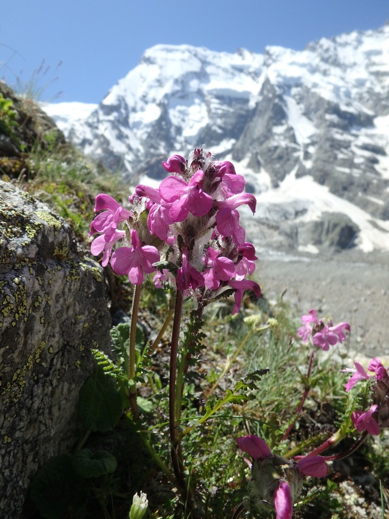 Pedicularis crassirostris