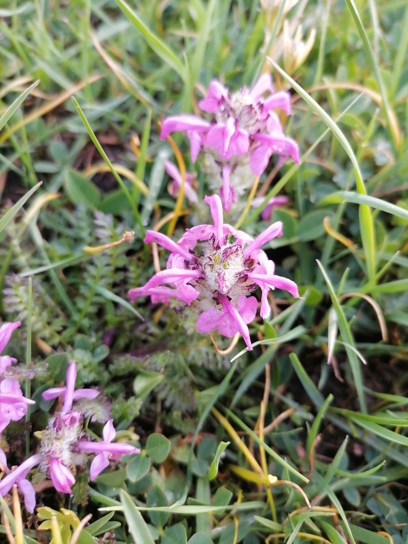 Pedicularis crassirostris photo 2