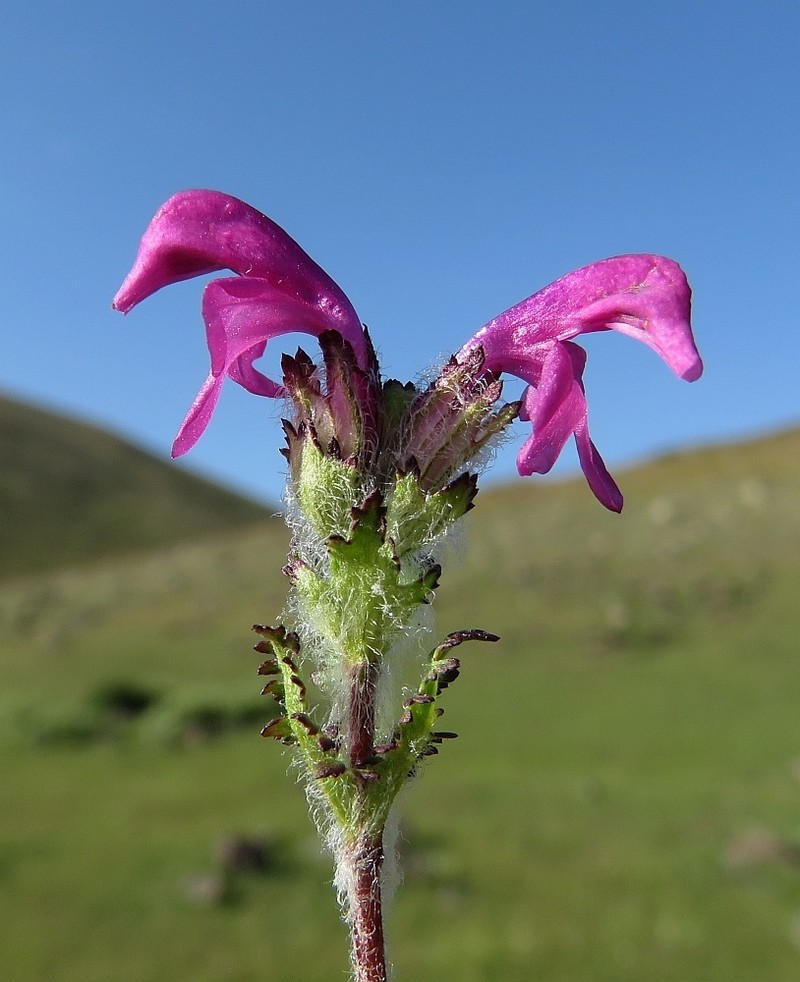 Pedicularis crassirostris photo 3