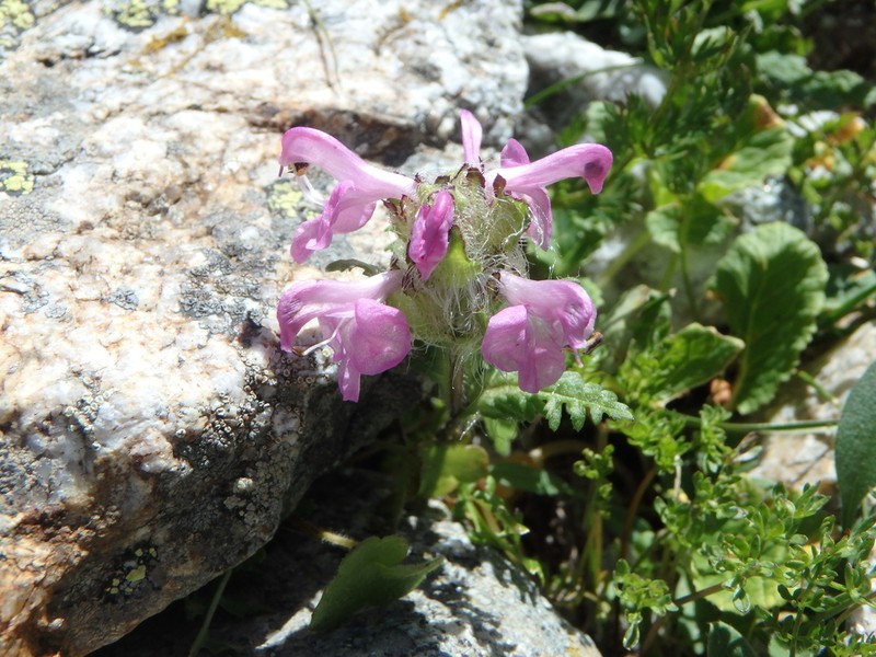 Pedicularis crassirostris photo 4
