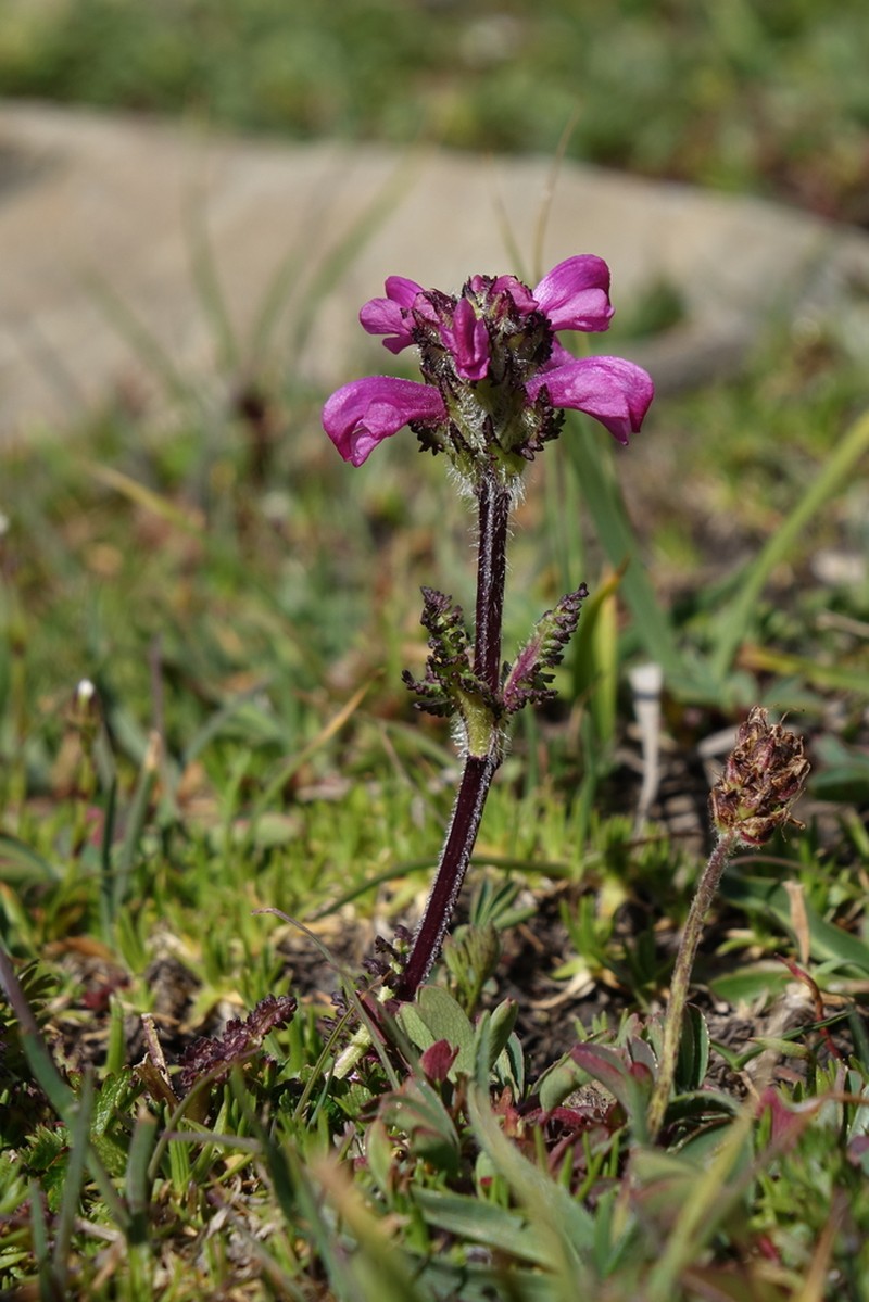 Pedicularis crassirostris photo 5