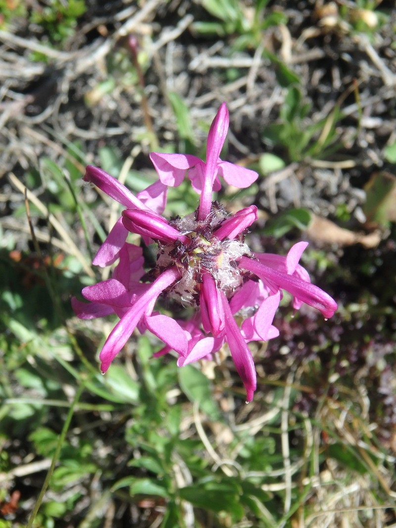 Pedicularis crassirostris photo 6