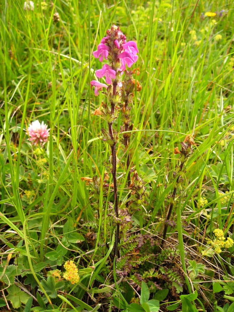 Pedicularis crassirostris photo 7