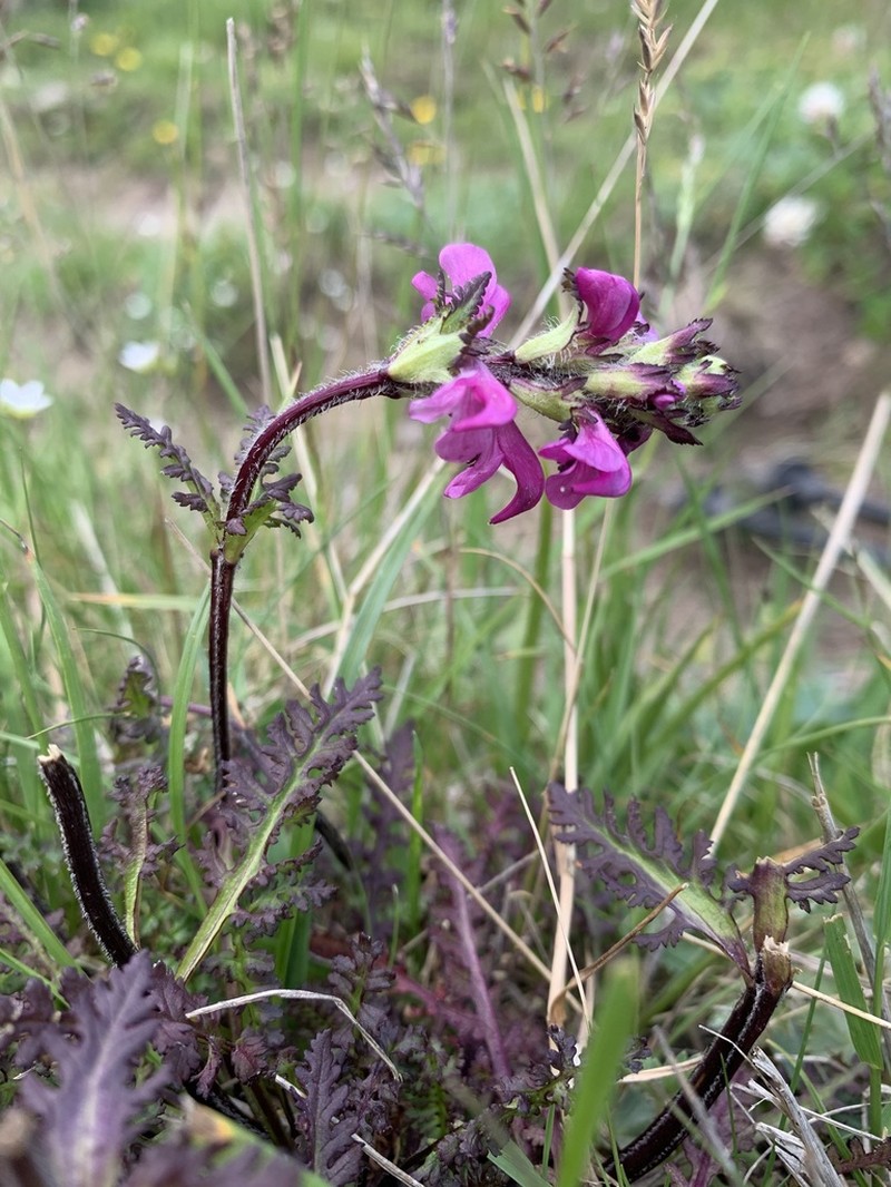 Pedicularis crassirostris photo 8