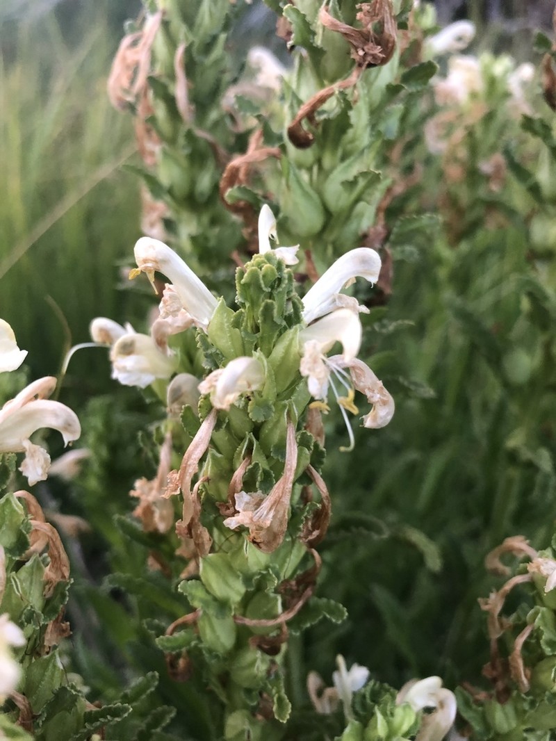 Meadow Lousewort