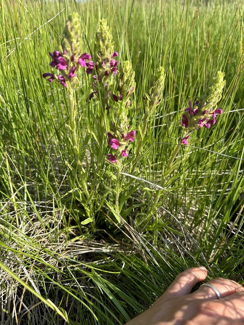 Meadow Lousewort photo 2