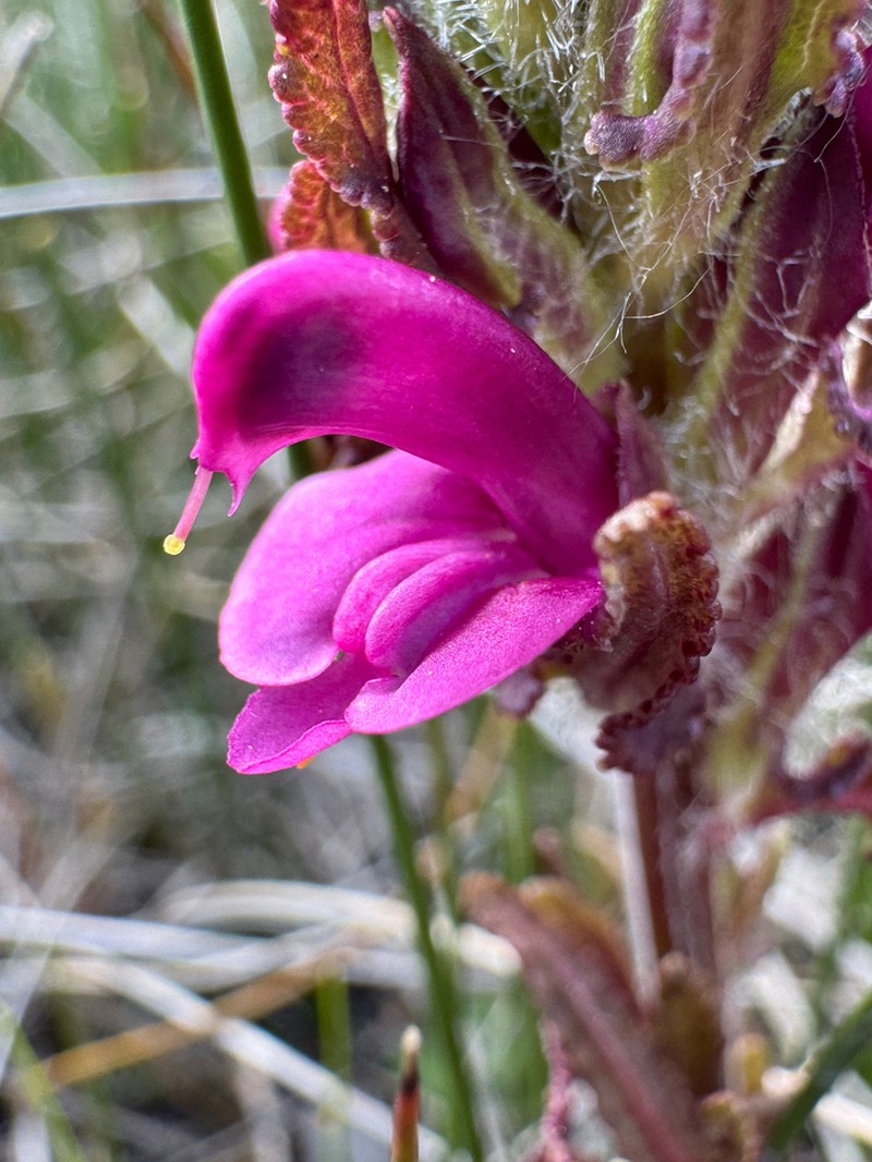 Meadow Lousewort photo 3