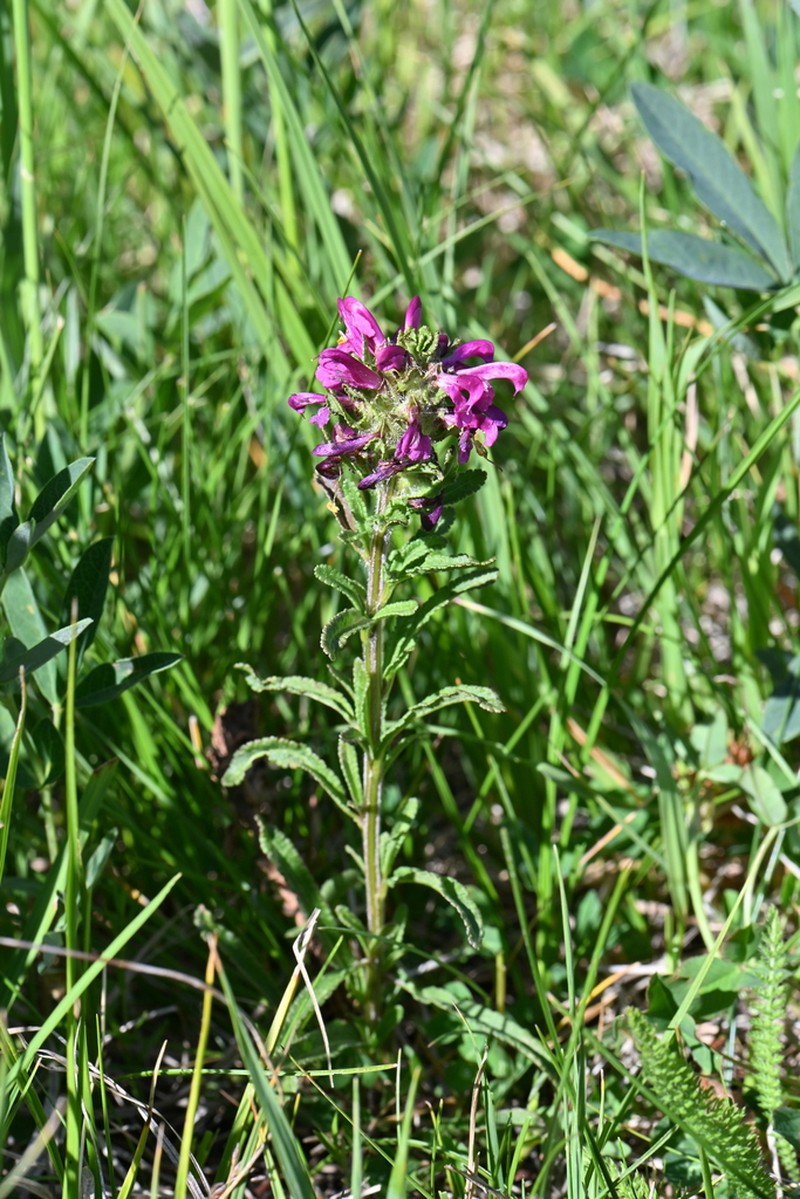 Meadow Lousewort photo 4