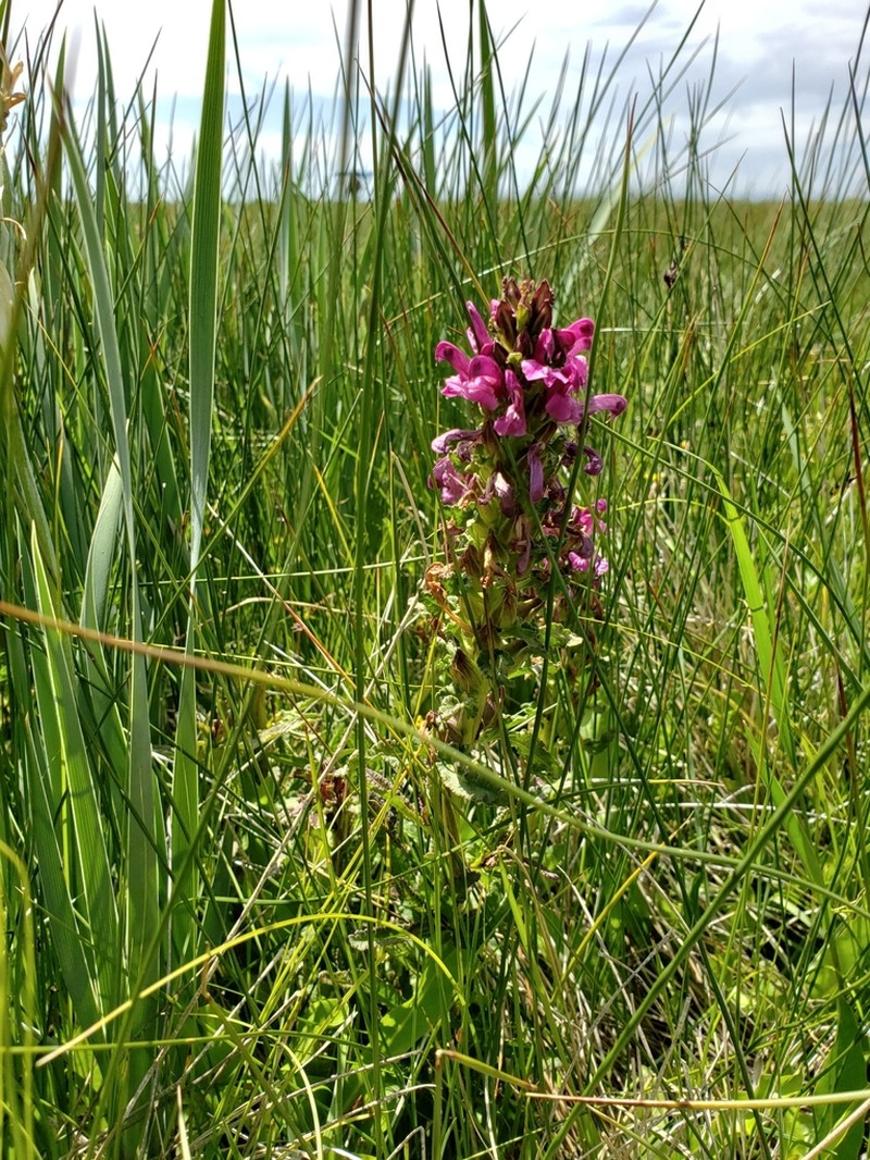 Meadow Lousewort photo 5