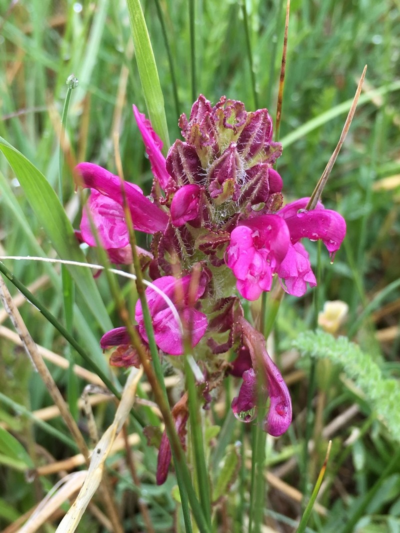 Meadow Lousewort photo 6