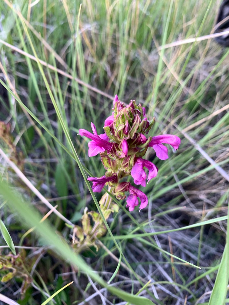 Meadow Lousewort photo 7