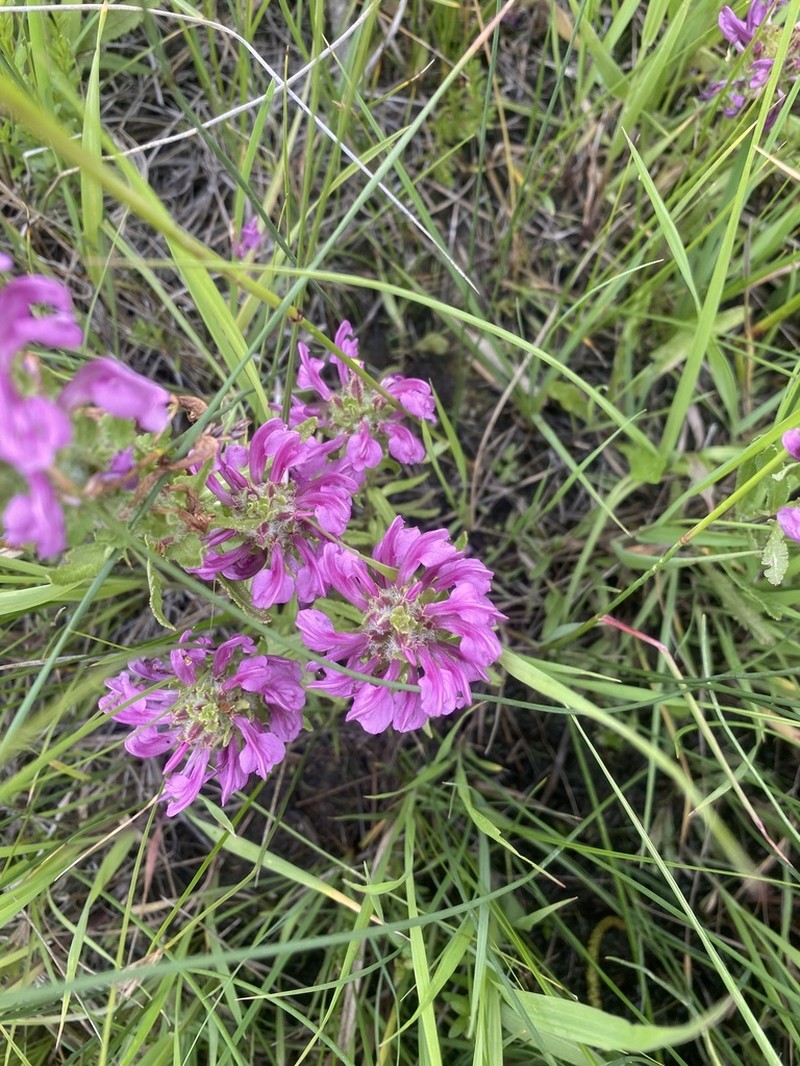 Meadow Lousewort photo 8