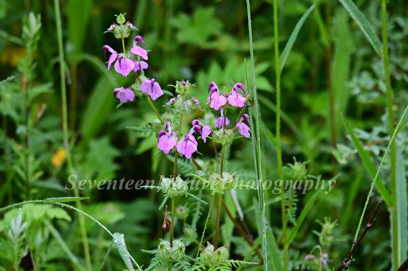 Pedicularis cristatella