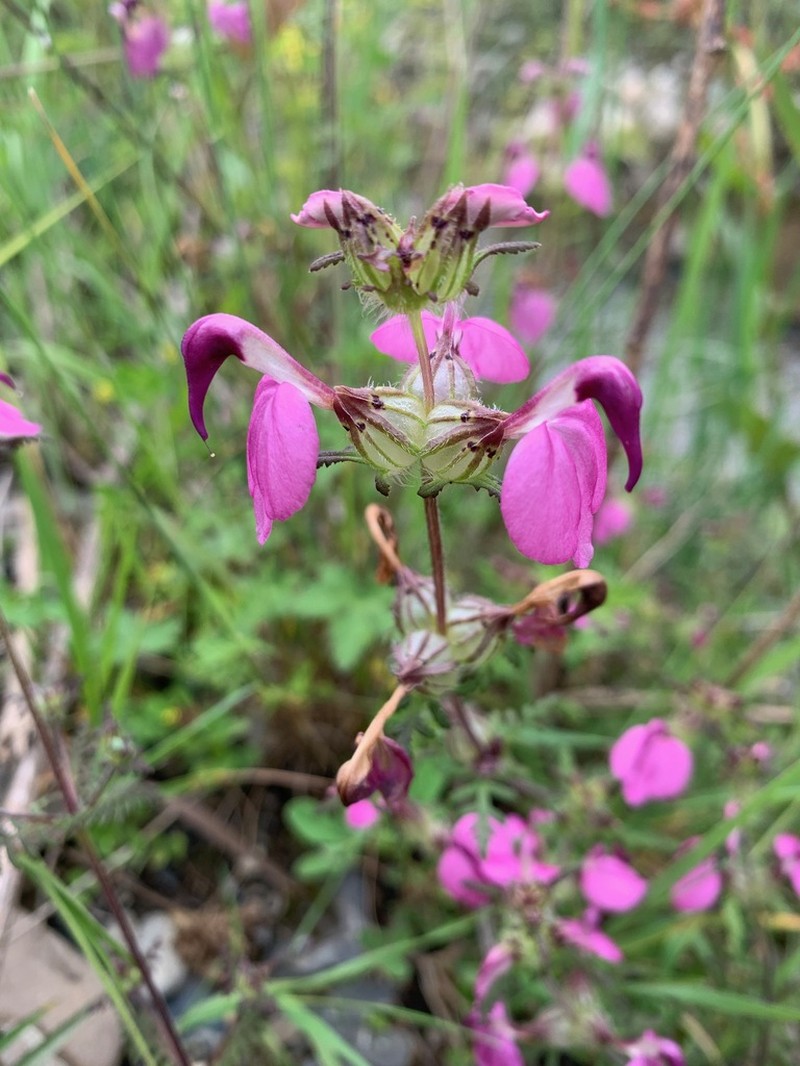 Pedicularis cristatella photo 2