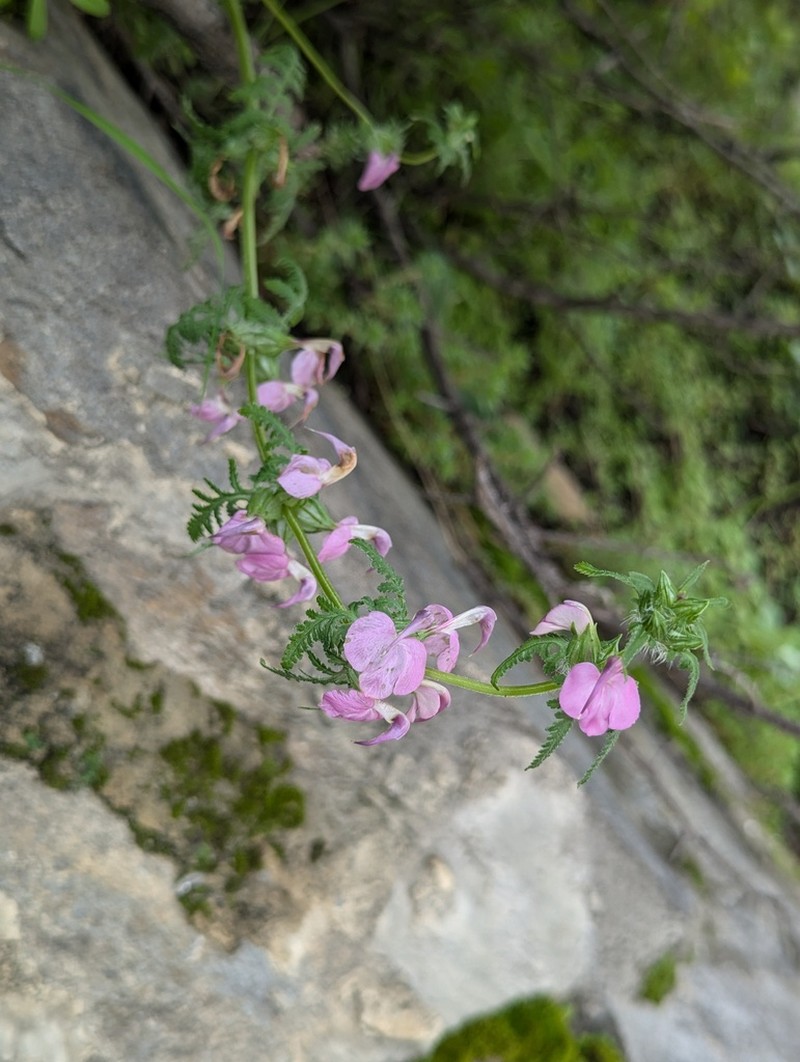 Pedicularis cristatella photo 3