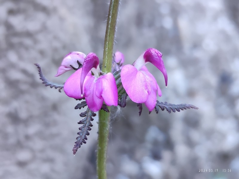 Pedicularis cristatella photo 4