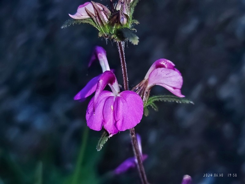 Pedicularis cristatella photo 5