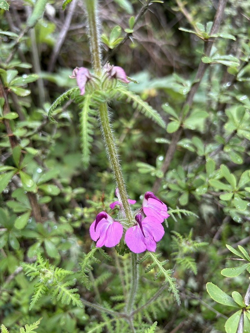 Pedicularis cristatella photo 6