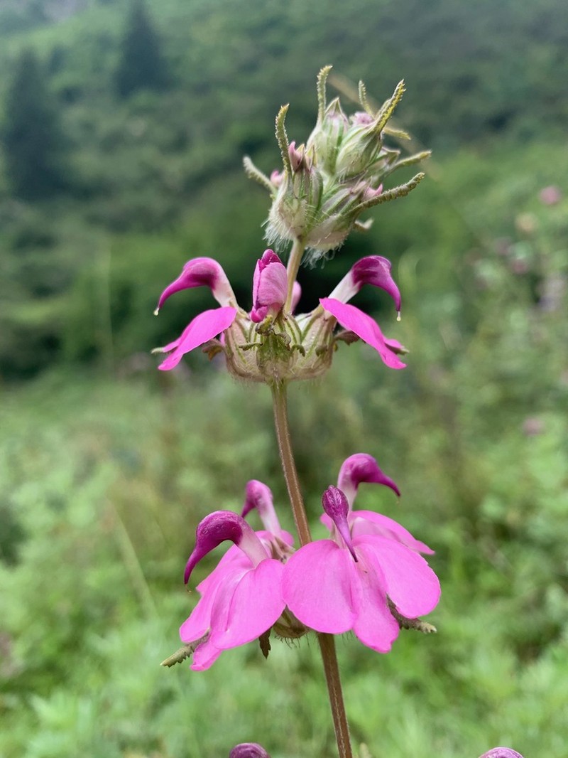 Pedicularis cristatella photo 7