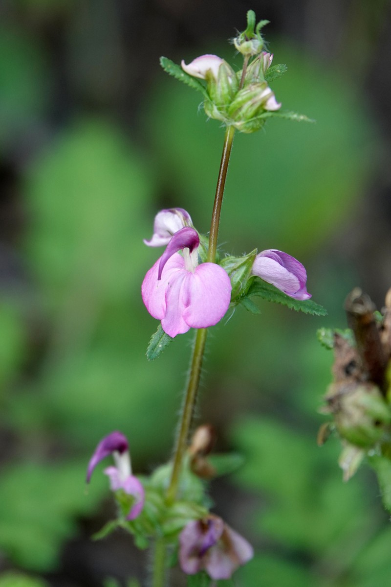 Pedicularis cristatella photo 8