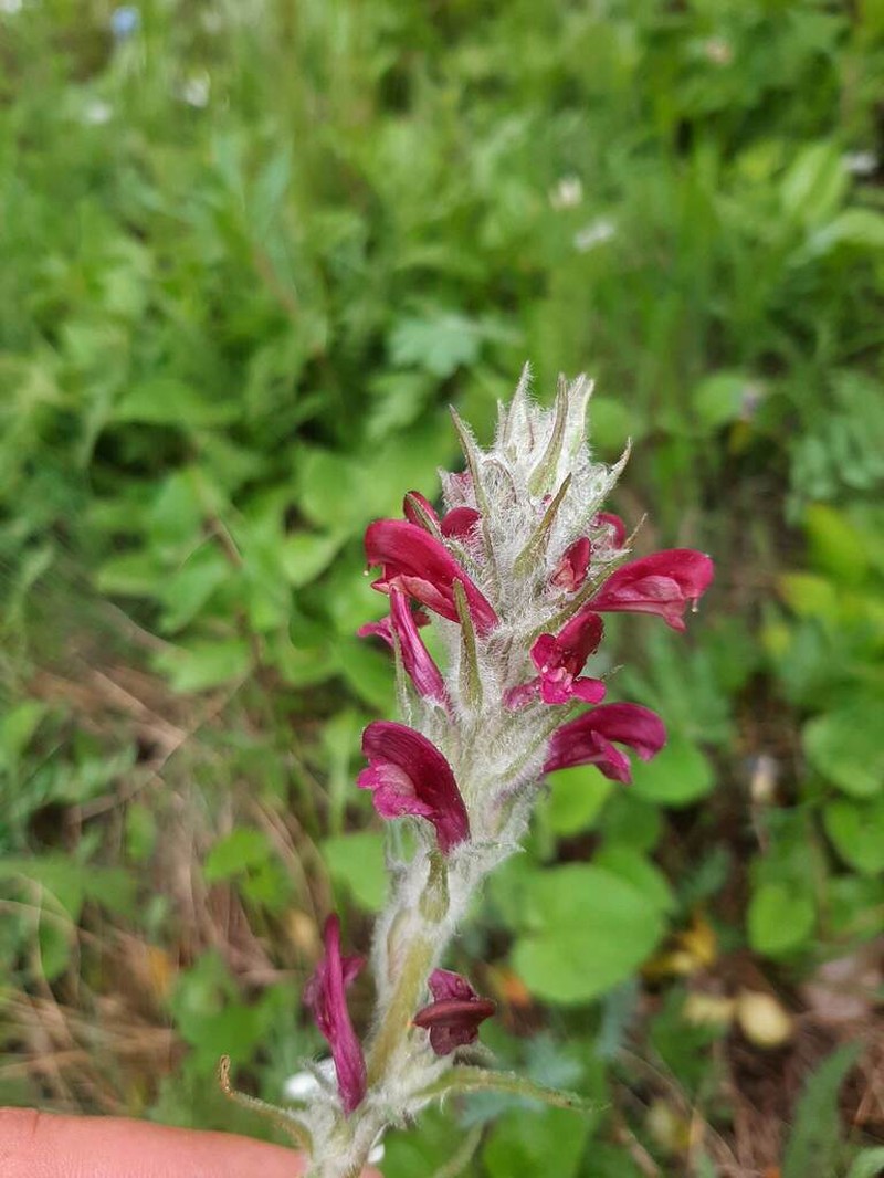 Fernleaved Pedicularis