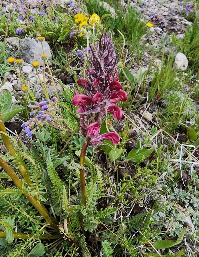 Fernleaved Pedicularis photo 2