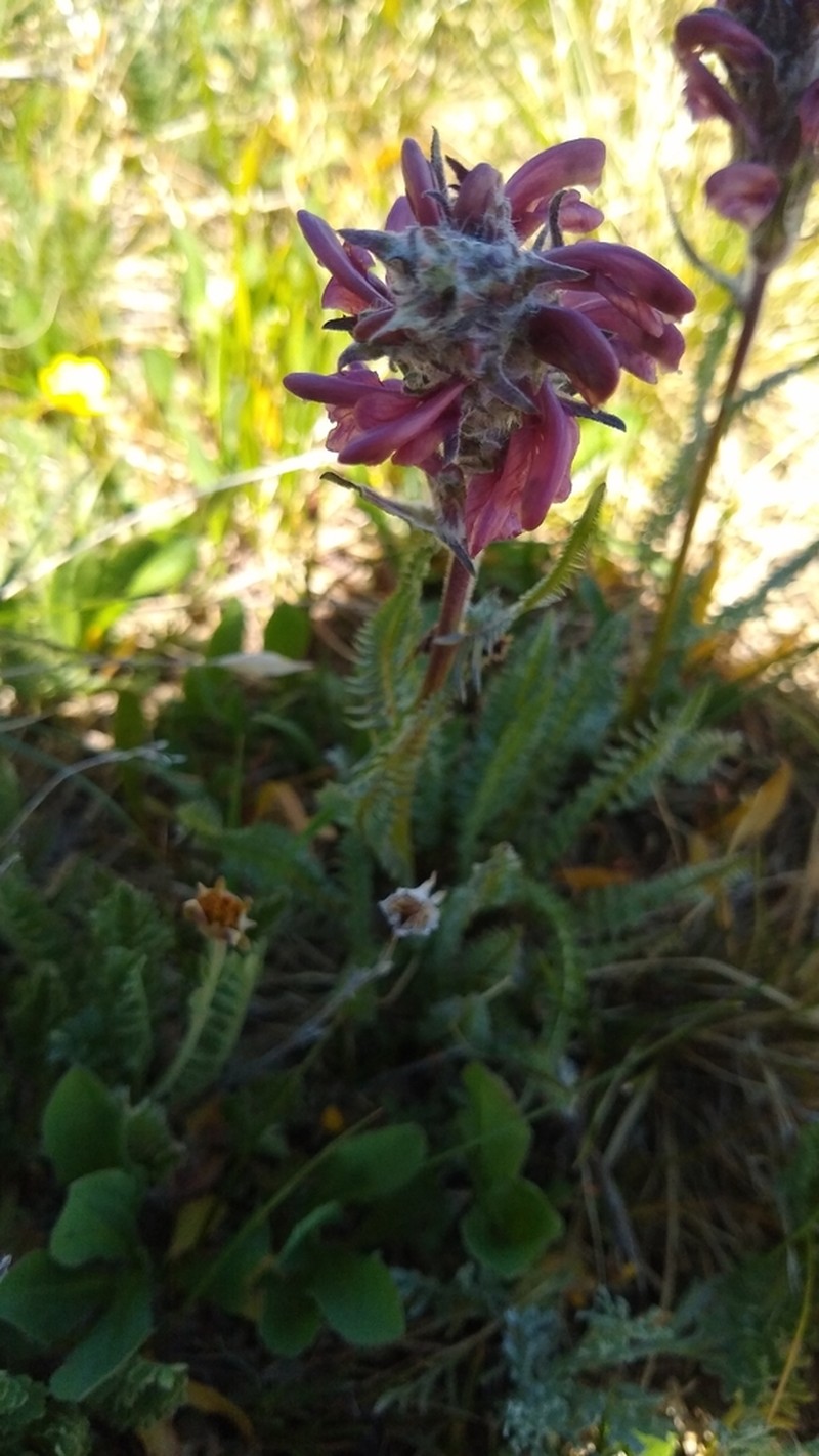 Fernleaved Pedicularis photo 3