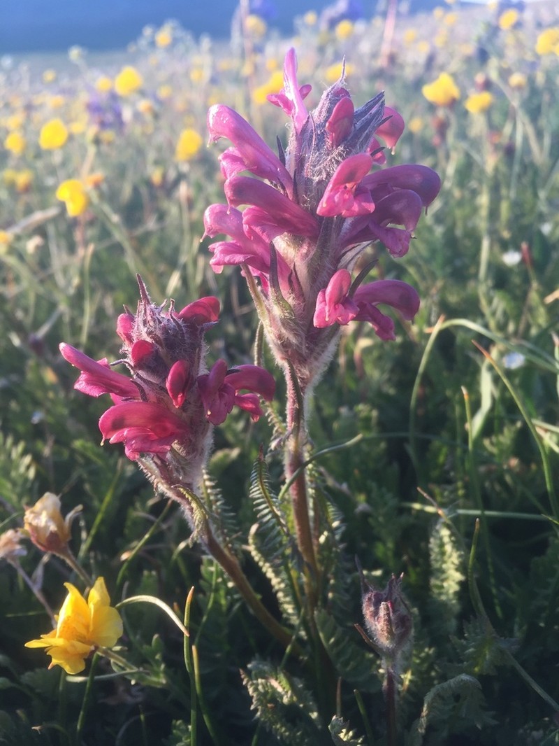Fernleaved Pedicularis photo 4