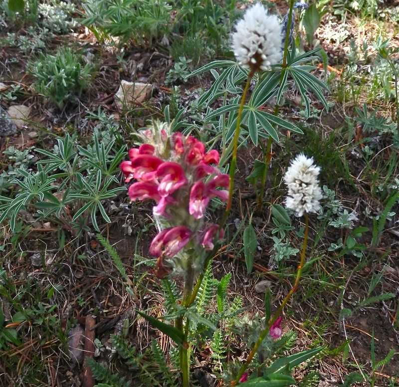 Fernleaved Pedicularis photo 5