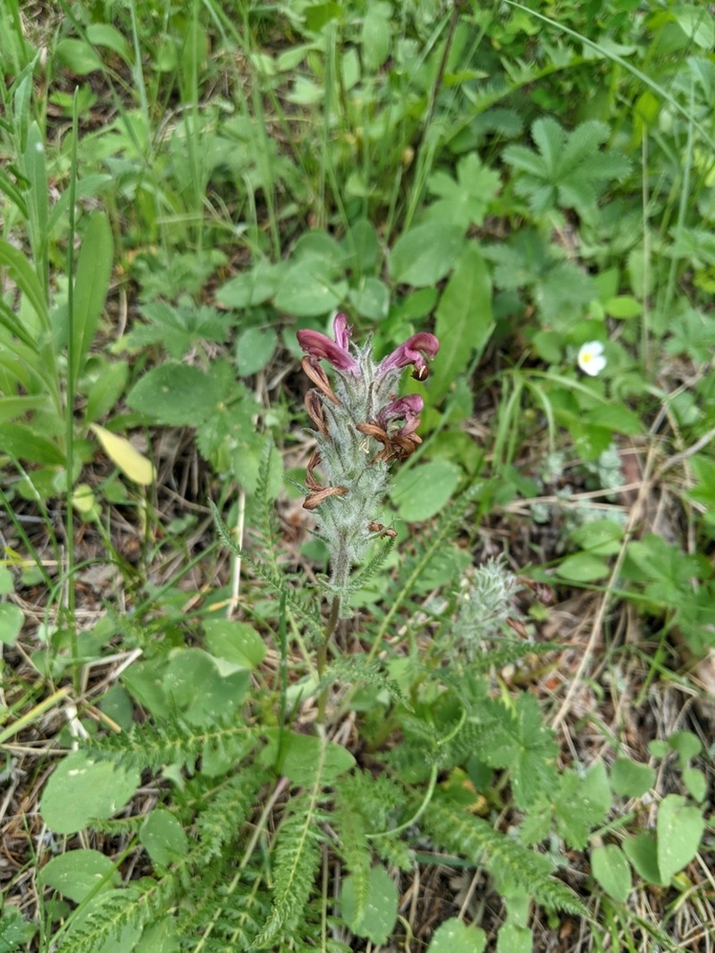 Fernleaved Pedicularis photo 6