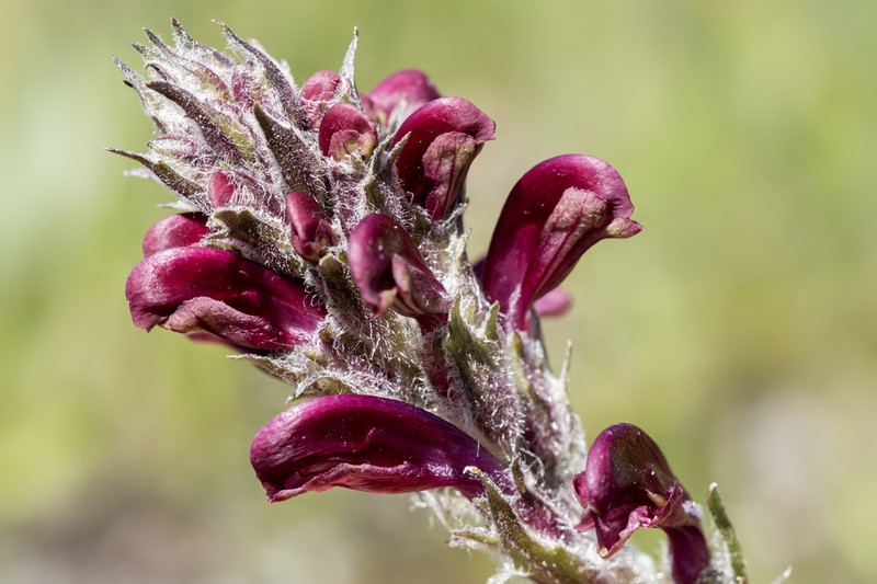 Fernleaved Pedicularis photo 7