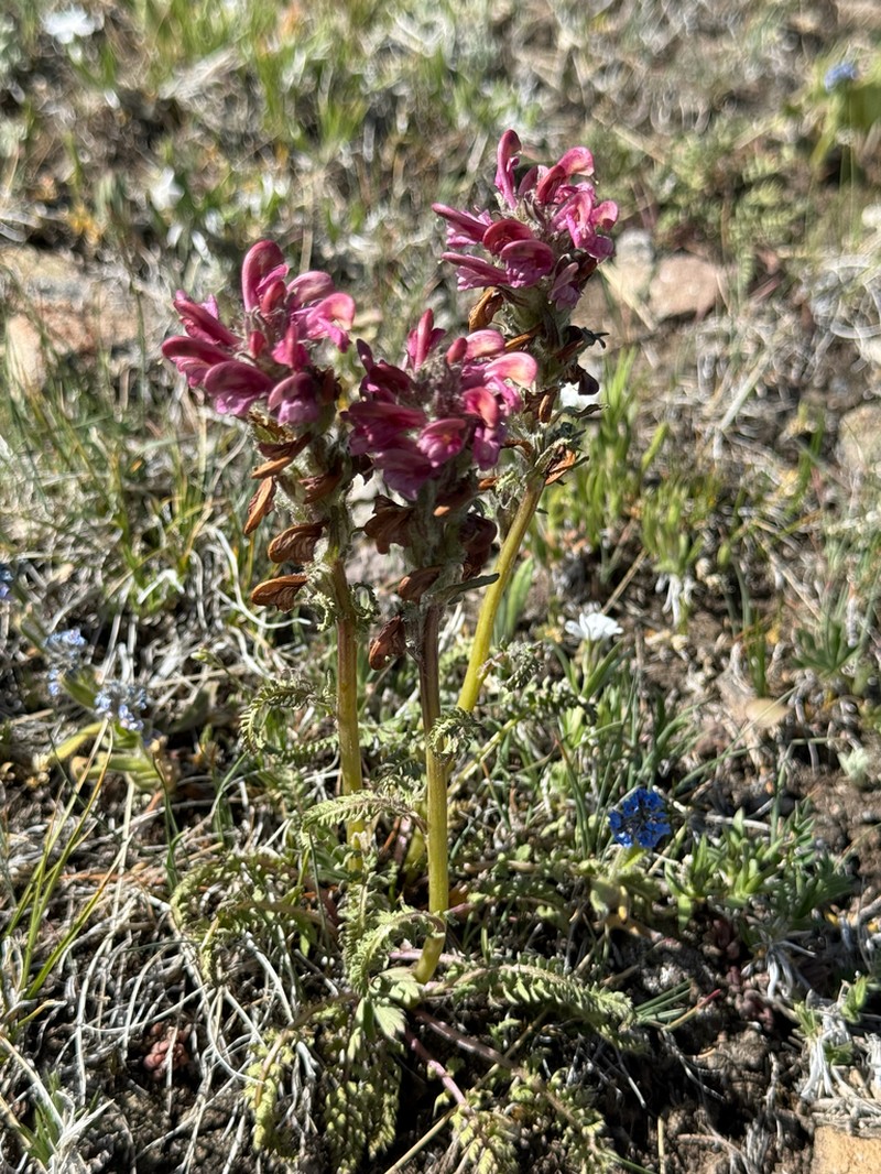 Fernleaved Pedicularis photo 8