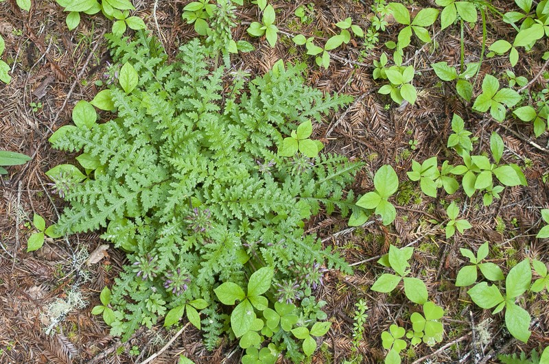 Dudley's Lousewort