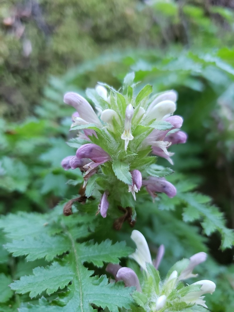 Dudley's Lousewort photo 2