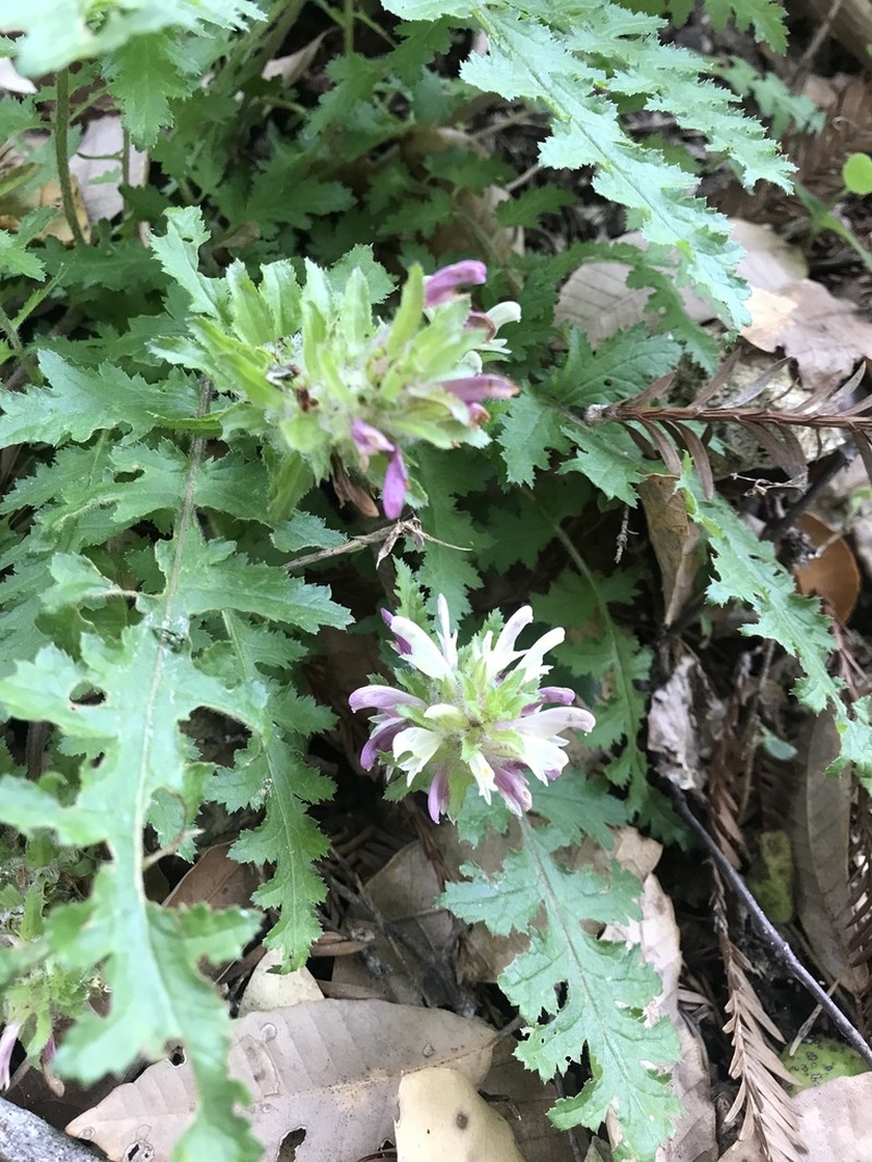 Dudley's Lousewort photo 3