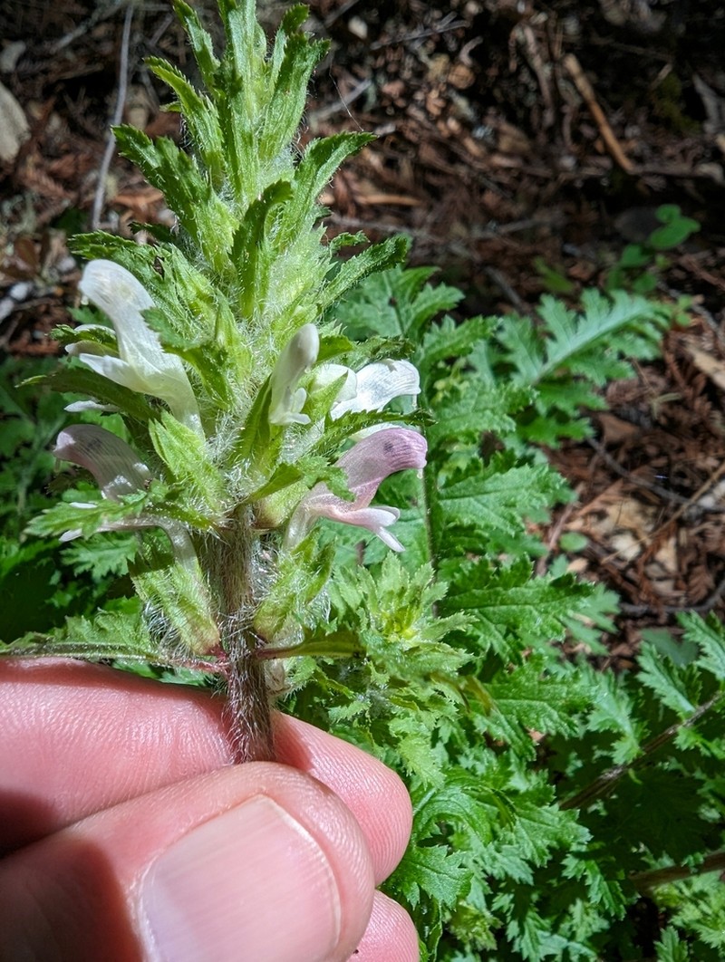 Dudley's Lousewort photo 4