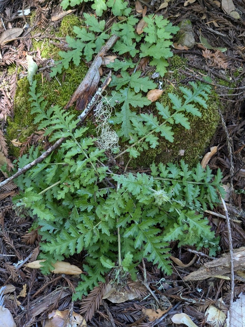 Dudley's Lousewort photo 5