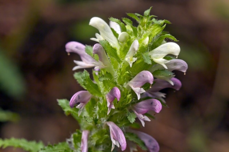 Dudley's Lousewort photo 6