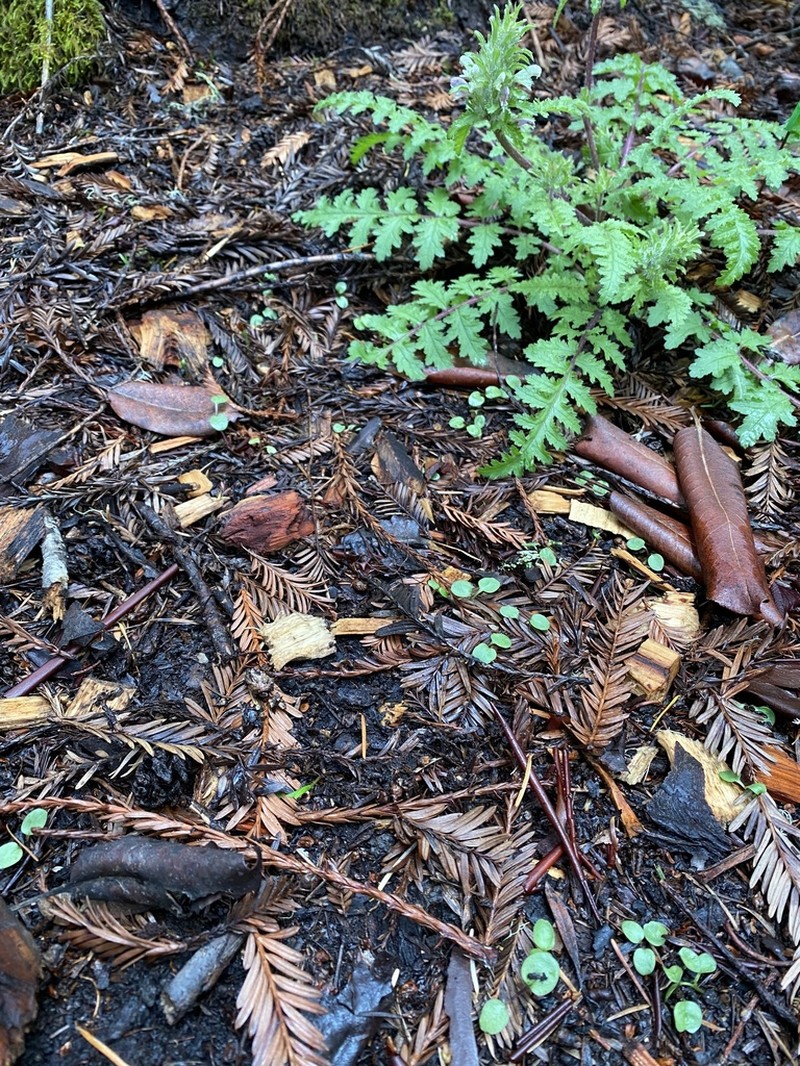 Dudley's Lousewort photo 7