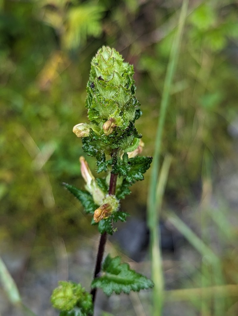 Furbish's Lousewort photo 2