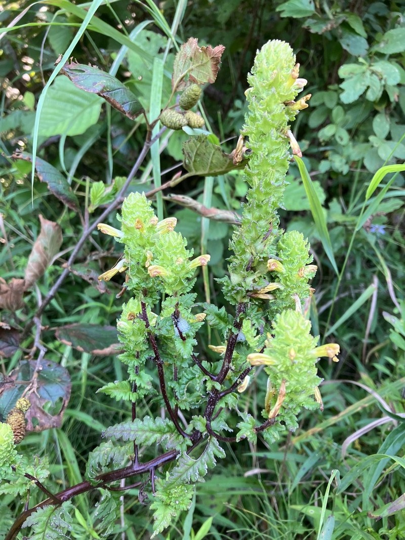 Furbish's Lousewort photo 3