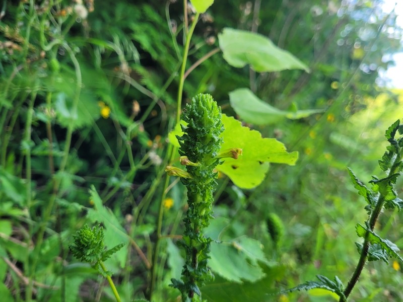 Furbish's Lousewort photo 4