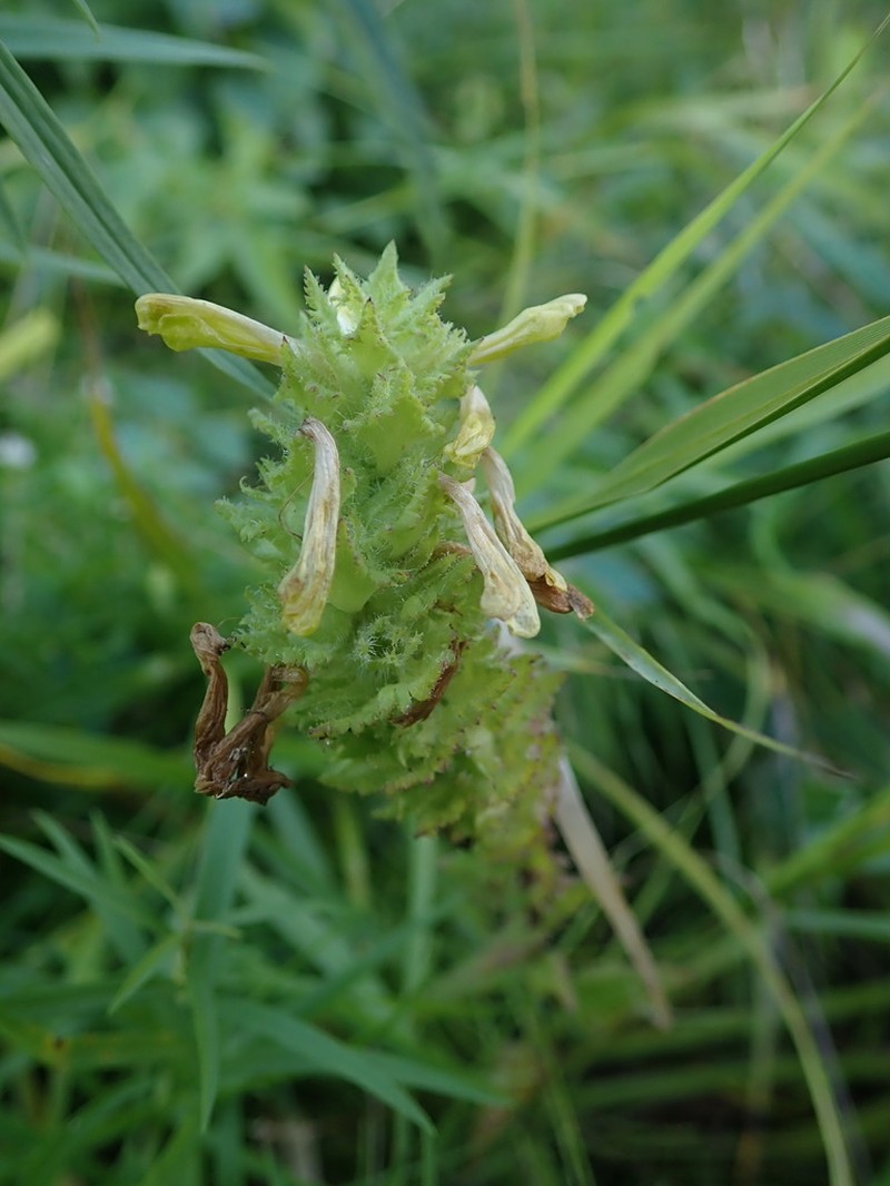 Furbish's Lousewort photo 5