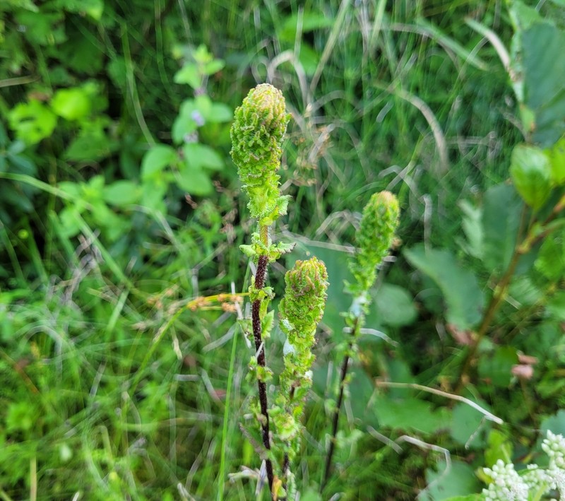 Furbish's Lousewort photo 6